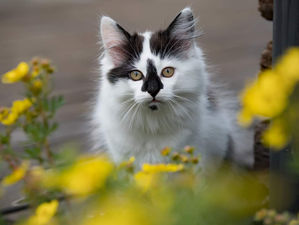 "Årets Lussekatt" finns i Hede!