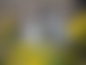 "Årets Lussekatt" finns i Hede!