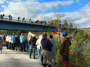 600 ankor i Ljusnans vatten