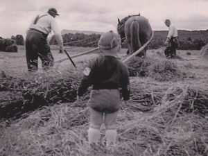 Slåttertider på 50-talet
