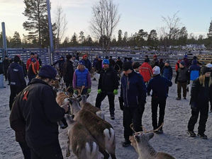 Renskiljning i Sonfjällsbygden