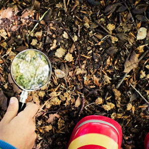 Skogsmulle våren 2026