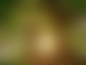 ANO NOVO DAS ÁRVORES