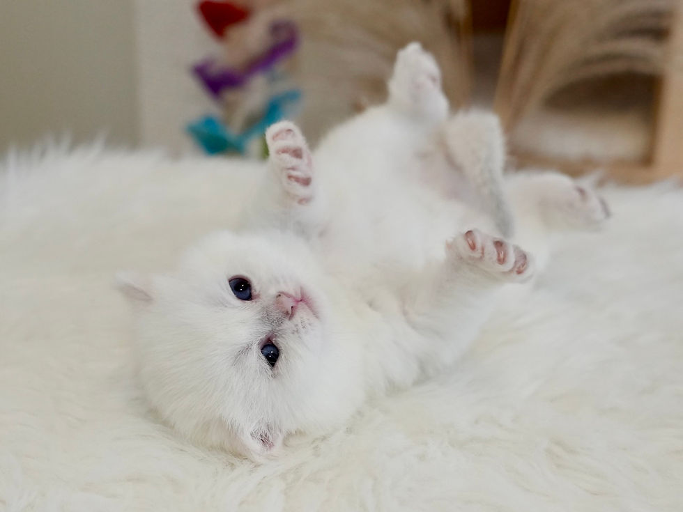 Ay1133 British Shorthair