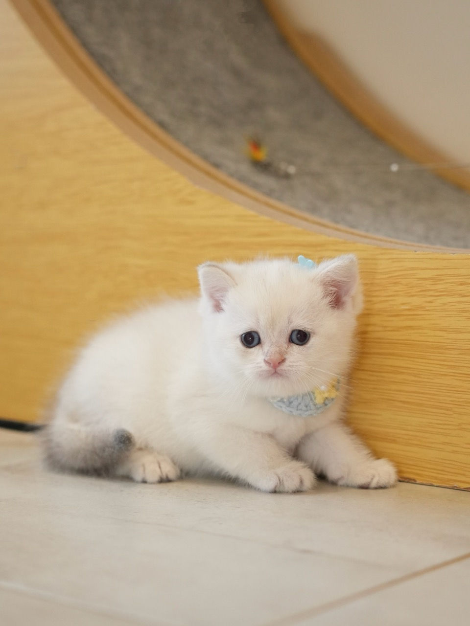 Blue Golden Point British Shorthair