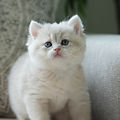 Blue Golden Shaded British Shorthair