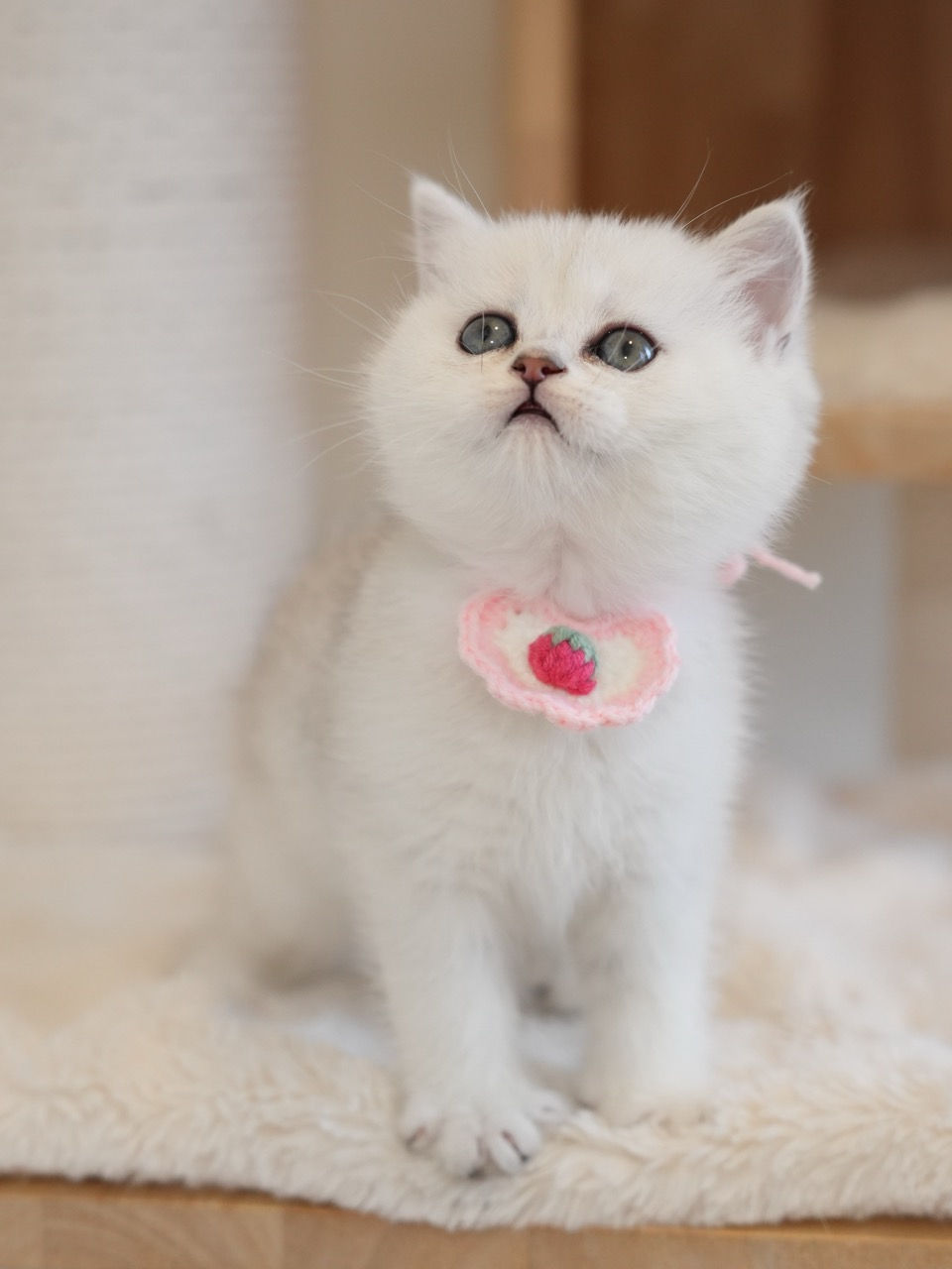 Black Silver Shaded Girl