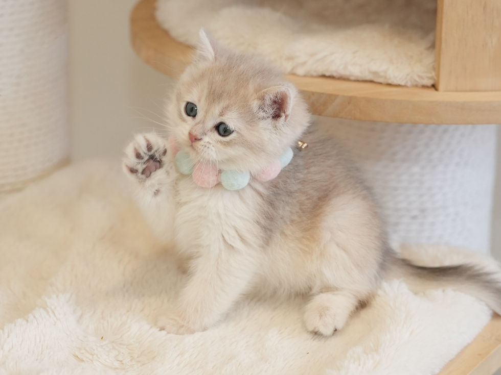 Blue Golden Shade Boy