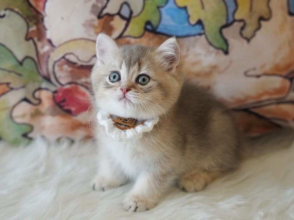 Blue Golden Shaded BSH