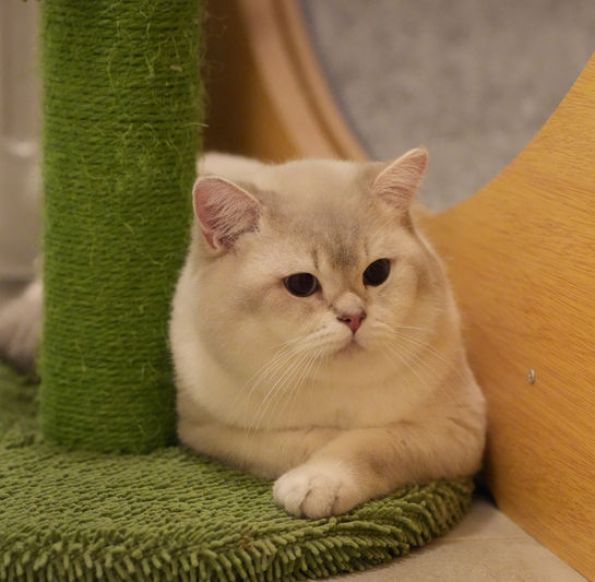 Blue Silver Shaded Point