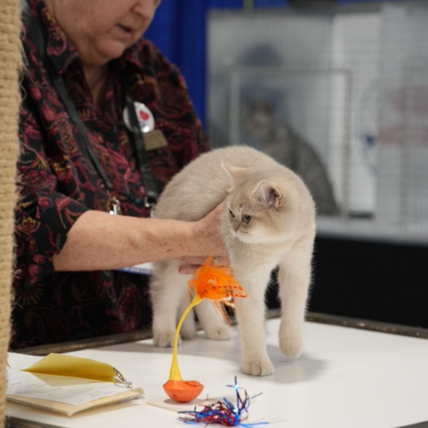 Hazel @ 2025.09.13 TICA Toronto