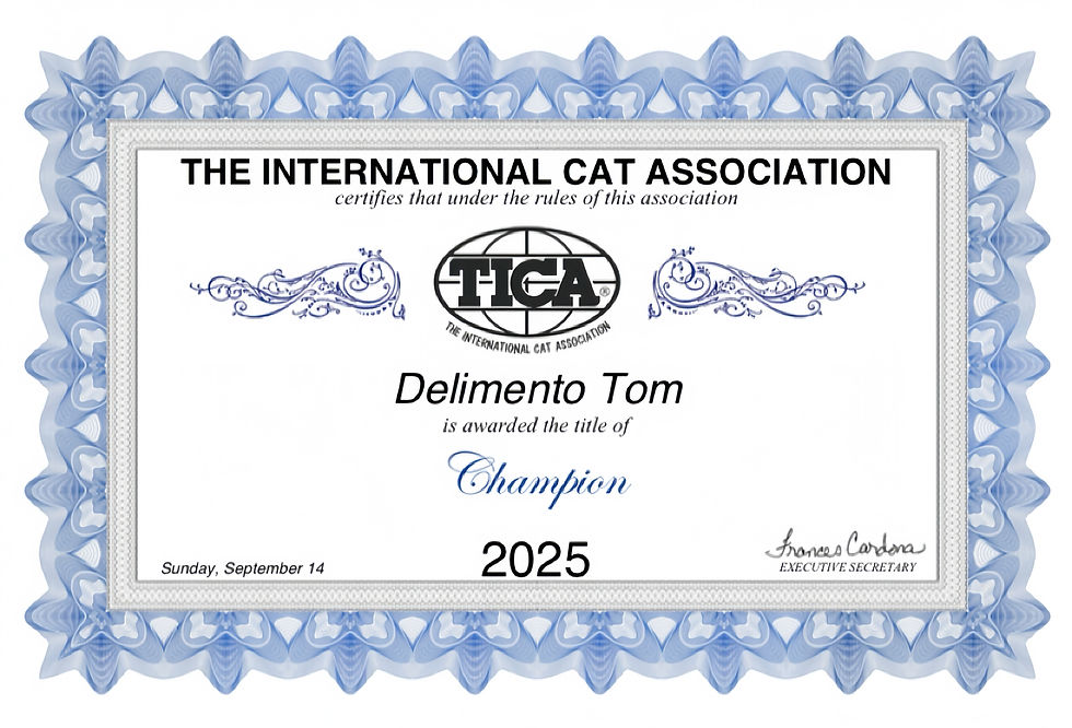 TICA Champion Certificate for Tom