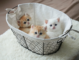 IMG_0393 Large_edited.png