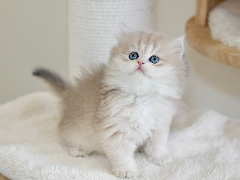 Blue Golden Shaded Longhair BSH Ay11