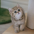 Golden Tipped British Shorthair