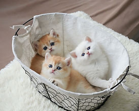 IMG_0395 Large_edited.jpg