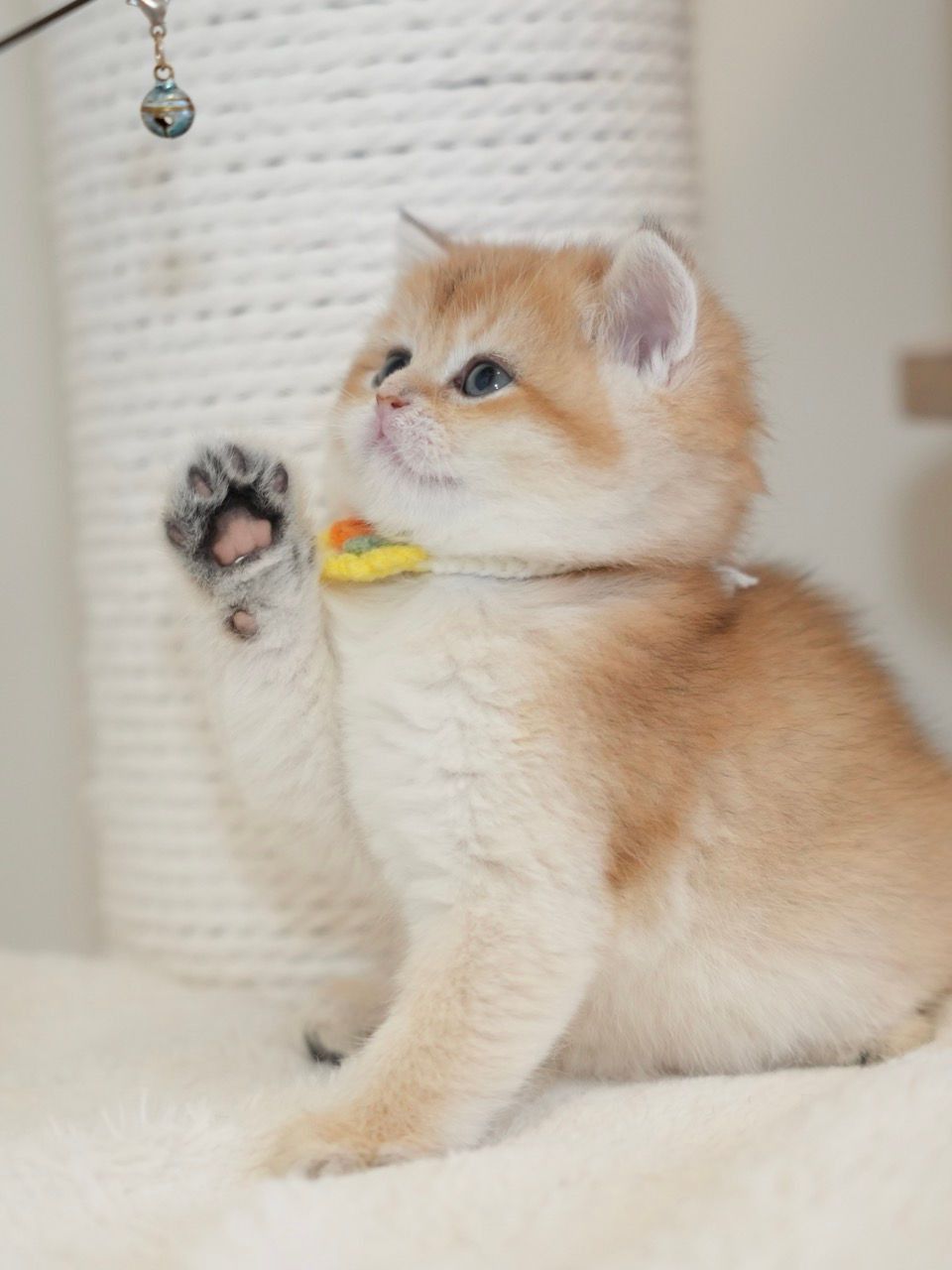 Black Golden Chinchilla Boy