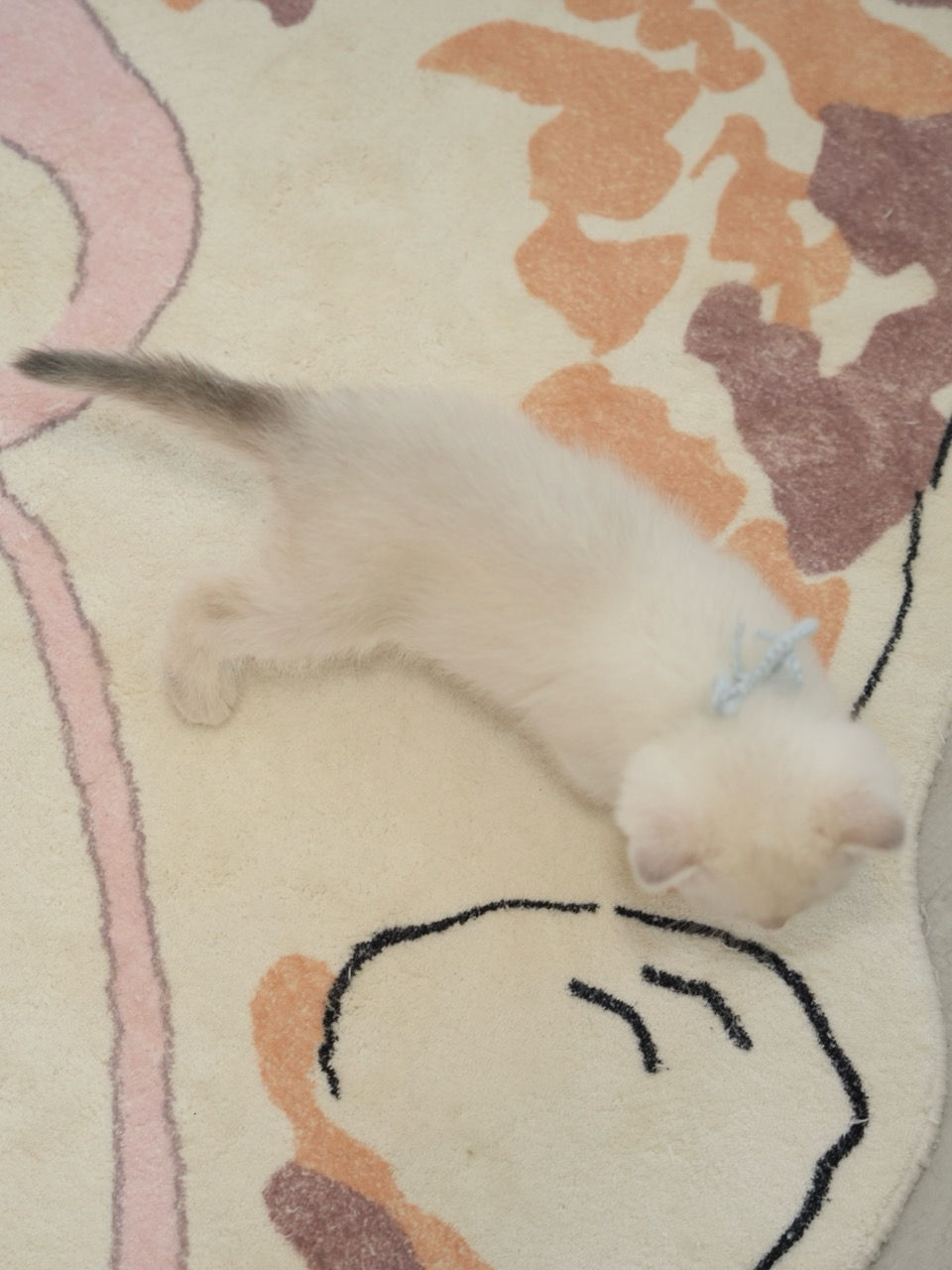 Blue Golden Point British Shorthair