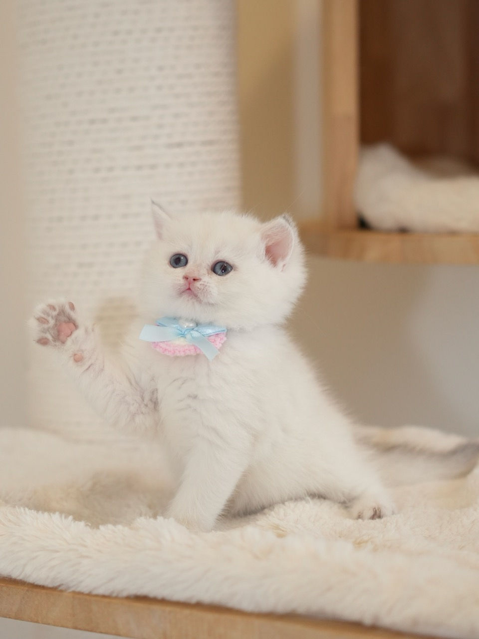 Blue Golden Chinchilla Point Girl