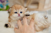 British Longhair kitten raised in a loving home in Canada