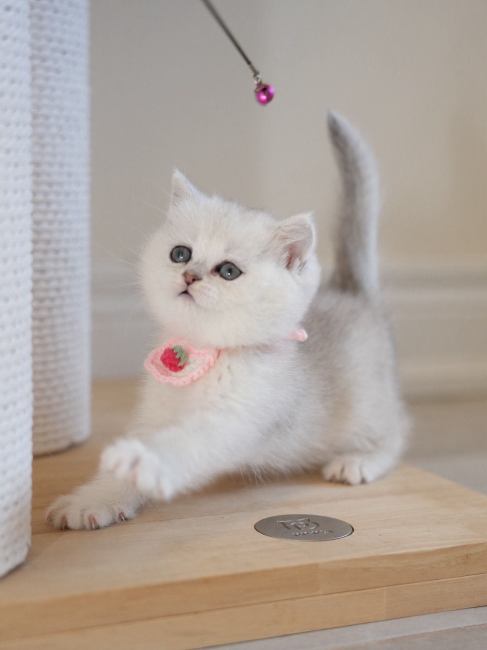 Black Silver Shaded Girl