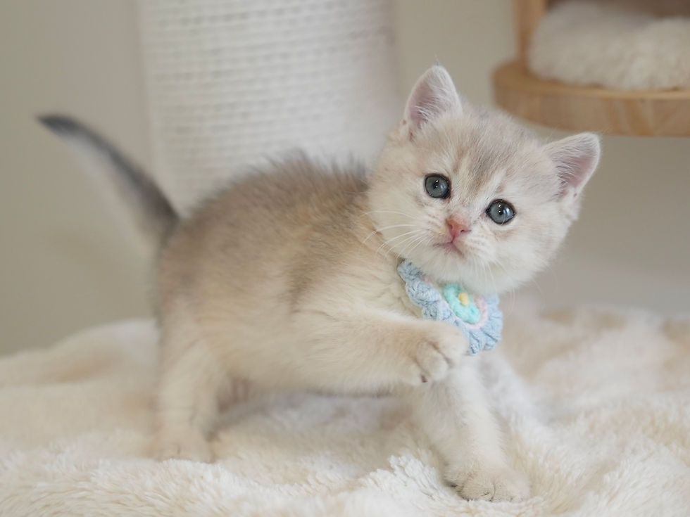 Blue Golden Shaded Girl