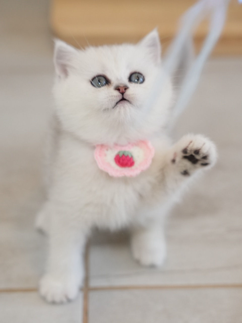 Black Silver Shaded Girl