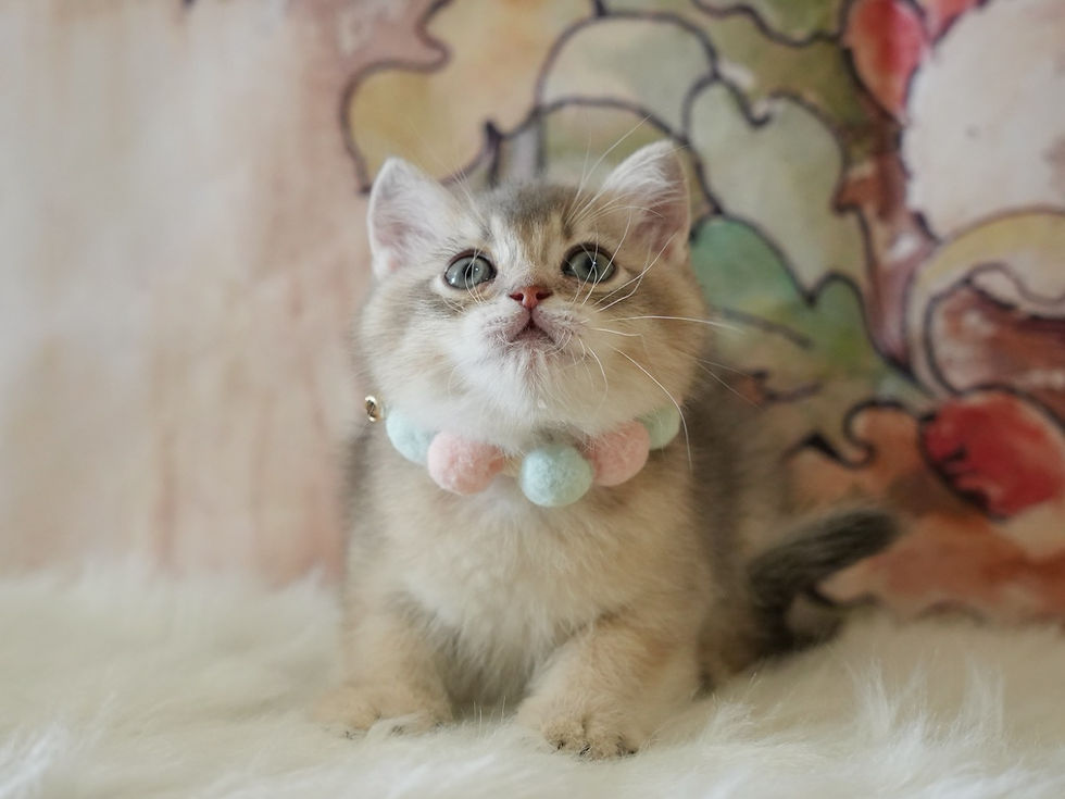 Blue Golden Shaded BSH