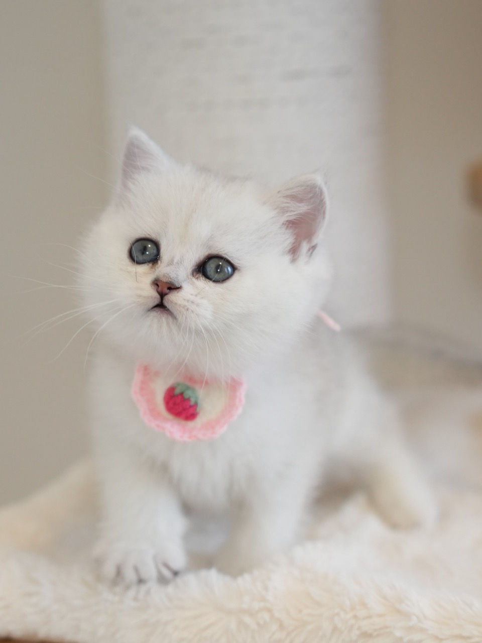 Black Silver Shaded Girl