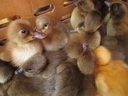 Ducklings