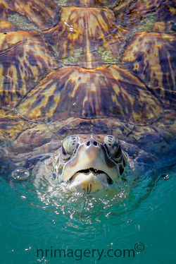 North Wales Photographer