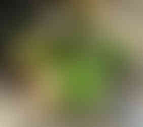 Glass bowl with faux succulents, faux pine cones and silver and gold spheres