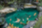 koi pond bondinwater