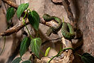 Snake eclosure bondinwater.jpg