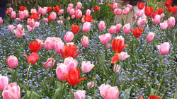 Giverny, le jardin de Monet