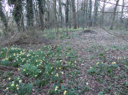 Jonquilles à La Coudrelle
