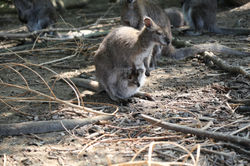 Un bébé dans la poche...