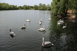 Les pélicans frisés