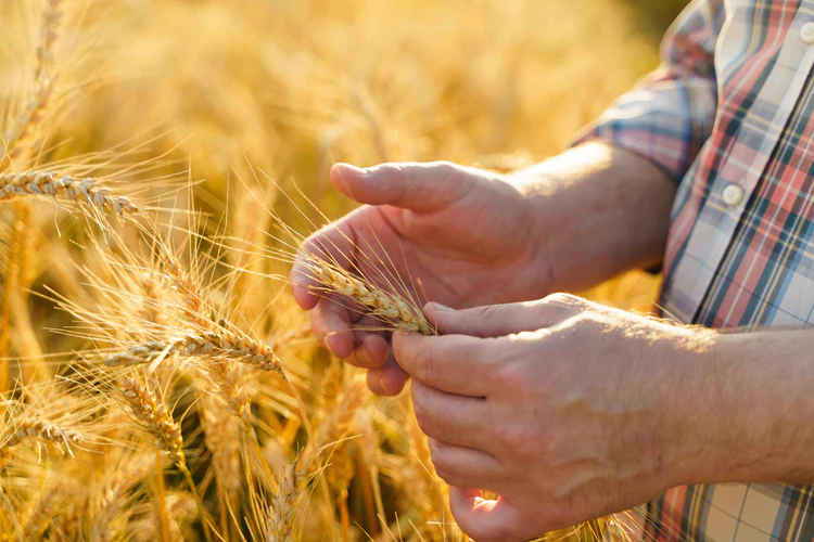 A close up of someone's hands, holding barley in a field