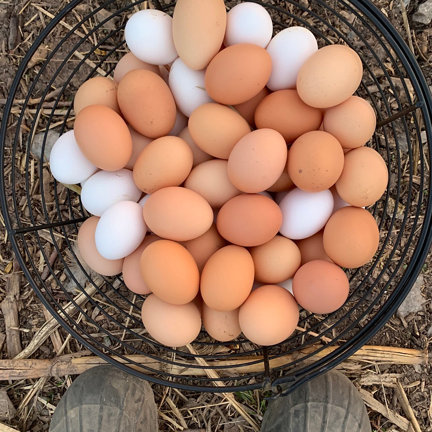 WINTER EGG SHARE