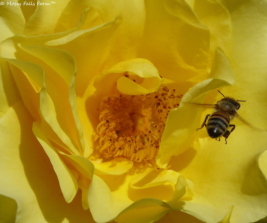 Save the bees Honeybee Flying to yellow rose Mossy Falls Farm