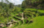 Tegallalang Rice Terraces