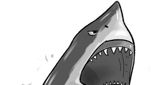 Sydney's Tragic Summer Shark Attacks Incite Unnecessary Hatred Towards Sharks