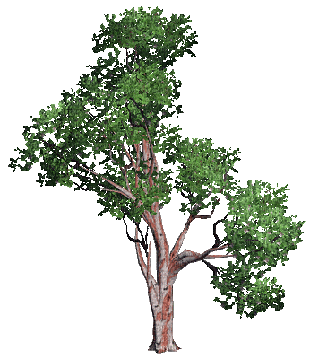 sparkle-bush-tree.gif