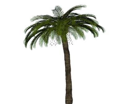 swaying-palm-tree.gif