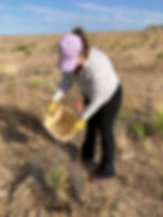 VOLUNTEER: Native Plant Watering, Weeding & Protective Cages