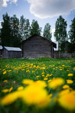 Perinnetilan rakennuksia kesäisellä voikukkapellolla