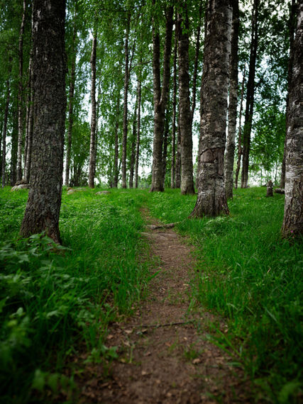 Luontopolku Kolin kupeessa