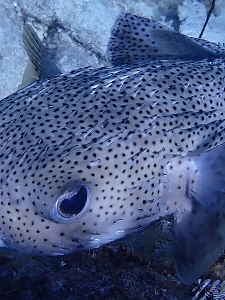 Porcupine fish close-up