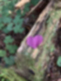 56697341-AE84-41F4-A72E-66958DB54A6A_1_105_c.jpeg